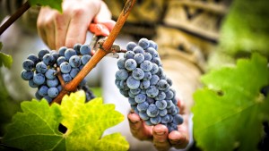 Будинки вино можна готувати практично з будь-яких фруктів і ягід, так як в них міститься велика кількість цукру
