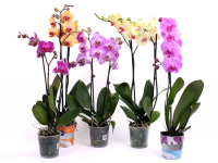Дізнайтеся про те, як доглядати за   орхідеєю   , Як поливати і пересаджувати рослину