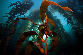 Бура водорость ламінарія є однією з найбільш представників морської флори, також її називають морською капустою